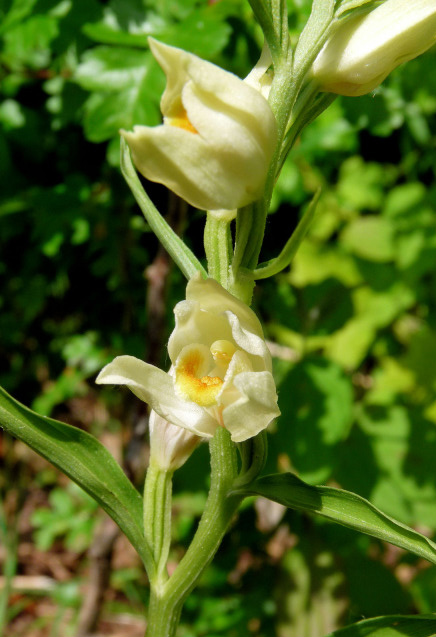 White Helleborine, photo Peter Herring